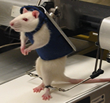 Photo of Rat Robot