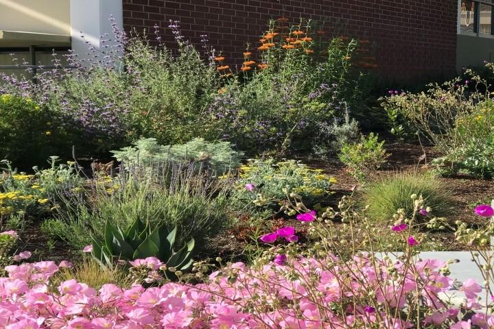 Garden with green plants and pink flowers